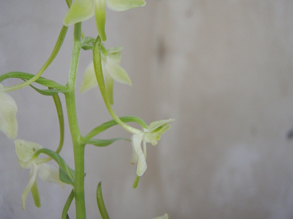 Determinazioni varie: Platanthera chlorantha